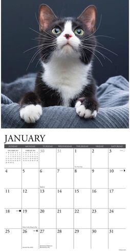Tuxedo Cats 2026 12 "× 12" تقويم الحائط in Saudi Arabia