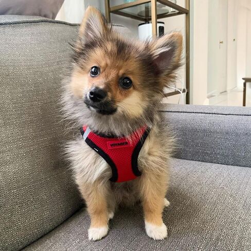 Best Pet Supplies - All Weather Mesh / Plush, Reflective, No Pull Harness for Small, Medium Dogs, Cats - Secure with Hook & Loop Fastener, Buckle, Double D-Rings - Red/Black Trim, S in Saudi Arabia