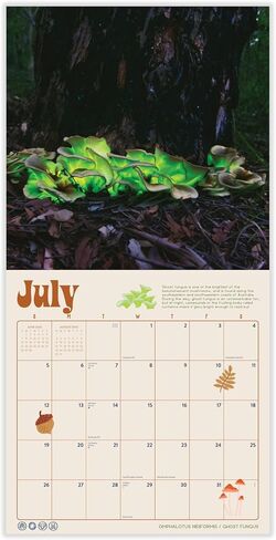 Mushroom Calendar 2026 | Marvelous Mushrooms Wall Calendar | 12" x 24" | Marble City Press | Fungi and Foraging, Fungus ID Facts, Mycology Tips | Small Family Owned Business | Sustainable Plastic Free Packaging, Thick Art Paper in Kuwait