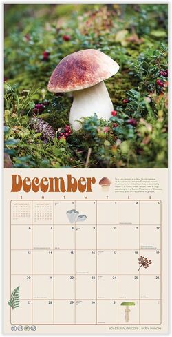 Mushroom Calendar 2026 | Marvelous Mushrooms Wall Calendar | 12" x 24" | Marble City Press | Fungi and Foraging, Fungus ID Facts, Mycology Tips | Small Family Owned Business | Sustainable Plastic Free Packaging, Thick Art Paper in Kuwait