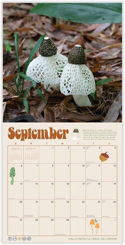 Mushroom Calendar 2026 | Marvelous Mushrooms Wall Calendar | 12" x 24" | Marble City Press | Fungi and Foraging, Fungus ID Facts, Mycology Tips | Small Family Owned Business | Sustainable Plastic Free Packaging, Thick Art Paper in Kuwait