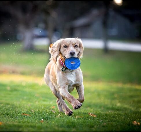 Andiker Squeaky Dog Toy, Safe TPR Chewable Dog Toys for Teeth Grinding&Cleaning Dog Fetch Toys for Enhancing Interactivity Outdoor Suitable for All Dog Sizes Puppy’s Gifts and Dog Lovers (Small) in Saudi Arabia