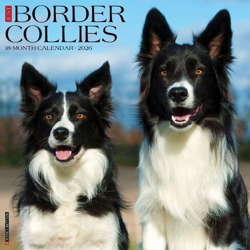 الحدود Collies 2026 12 "× 12" تقويم الجدار in Saudi Arabia