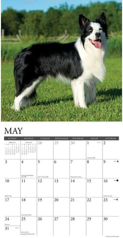 الحدود Collies 2026 12 "× 12" تقويم الجدار in Saudi Arabia