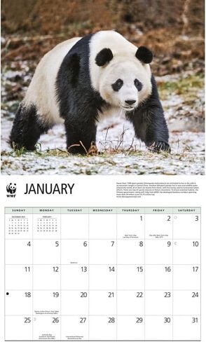 Giant Pandas WWF 2026 تقويم الحائط ، 12.01 '× 14.09' '، تقويم 16 شهر in Saudi Arabia