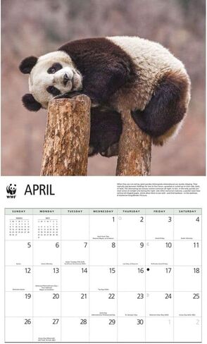Giant Pandas WWF 2026 تقويم الحائط ، 12.01 '× 14.09' '، تقويم 16 شهر in Saudi Arabia