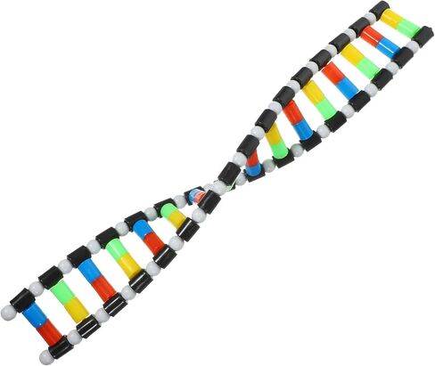 VOSAREA DNA Model Double Helix Model DNA Display Component for Science Teaching Display in Saudi Arabia