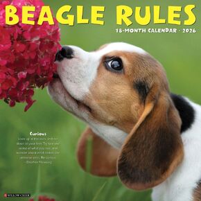 Beagle Rules 2026 12 "× 12" تقويم الجدار in Kuwait