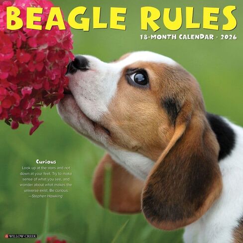 Beagle Rules 2026 12" x 12" Wall Calendar in Saudi Arabia