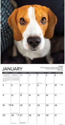 Beagle Rules 2026 12" x 12" Wall Calendar in Saudi Arabia