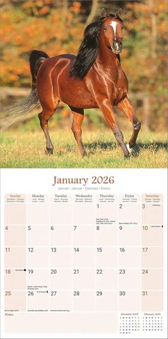 Arabian Horses Calendar 2026 | 12 Month Wall Calendar | Avonside Publishing | Plastic Free Packaging in Saudi Arabia