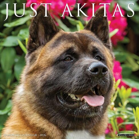AKITAS 2026 12 "× 12" تقويم الحائط in Saudi Arabia
