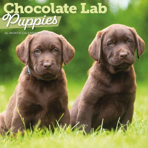 Chocolate Lab Retriever Puppies 2026 Wall Calendar, 12'' X 12'', 16-Month Calendar with Stapled Binding in Saudi Arabia