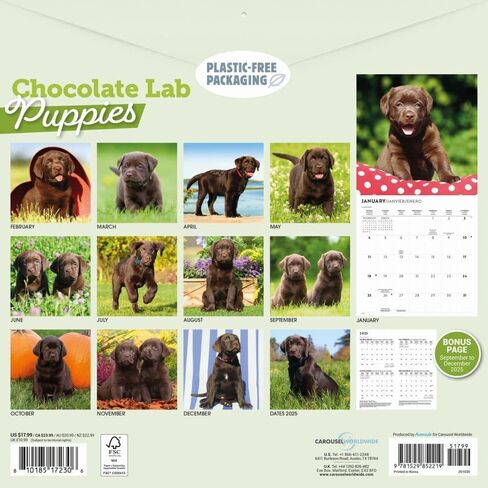 Chocolate Lab Retriever Puppies 2026 Wall Calendar, 12'' X 12'', 16-Month Calendar with Stapled Binding in Saudi Arabia