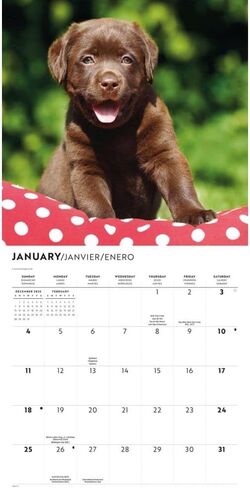 Chocolate Lab Retriever Puppies 2026 Wall Calendar, 12'' X 12'', 16-Month Calendar with Stapled Binding in Saudi Arabia