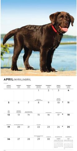 Chocolate Lab Retriever Puppies 2026 Wall Calendar, 12'' X 12'', 16-Month Calendar with Stapled Binding in Saudi Arabia