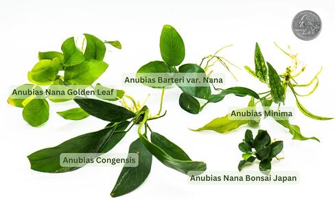 حزمة نباتات ANUBIAS ANUPIAS ANUPIAS متنوعة - صيانة منخفضة ، ديكور خزان السمك رائعتين ، سهلة الرعاية النباتات المائية لاتحادات المائية المذهلة - هدية مثالية لعشاق الأسماك! (4 النباتات السائبة العشوائية) in Kuwait