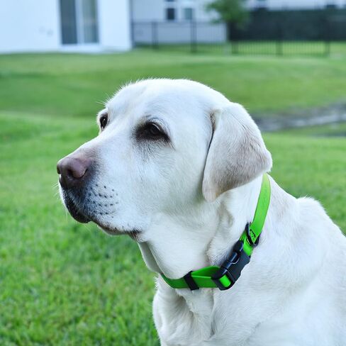 Dogline Biothane Waterproof Dog Collar with Quick Release Buckle Strong Coated Nylon Webbing with Odor- Proof for Easy Care Easy to Clean Fits Small Medium Large Dogs, Lime Green 1" W 15-25" L in Saudi Arabia