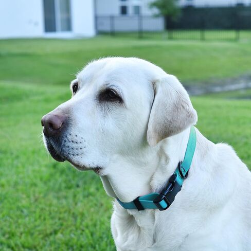 Dogline Biothane Waterproof Dog Collar with Quick Release Buckle Strong Coated Nylon Webbing with Odor- Proof for Easy Care Easy to Clean Fits Small Medium Large Dogs, Cyan Blue 5/8" W 9-14" L in Saudi Arabia