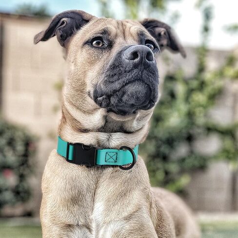 Dogline Biothane Waterproof Dog Collar with Quick Release Buckle Strong Coated Nylon Webbing with Odor- Proof for Easy Care Easy to Clean Fits Small Medium Large Dogs, Cyan Blue 5/8" W 9-14" L in Saudi Arabia