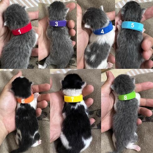 12 PCS Puppy Whelping Collars Newborn Pet Collars with Numbers Double-Sided Adjustable ID Bands Pet Puppy ID Bands for Newborn Pet Dog Cat Cat (Small Size) in Saudi Arabia