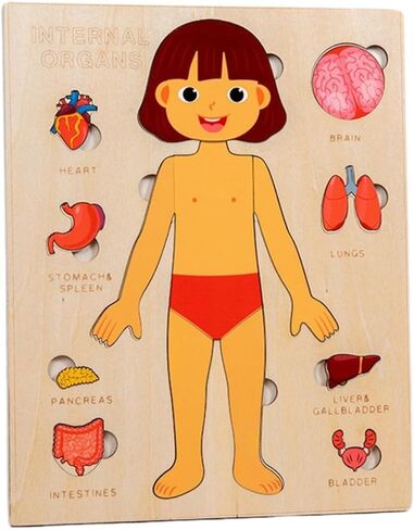 Montessori Jigsaw Puzzle of Human Human Kids Human Learning Toy Anatomy Model Model Anatomy Toy Children in Kuwait