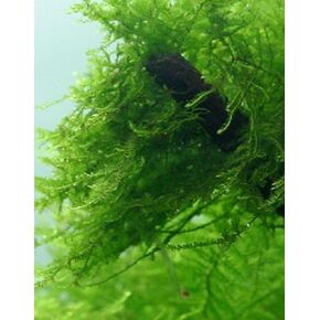 Live Java Moss in Saudi Arabia