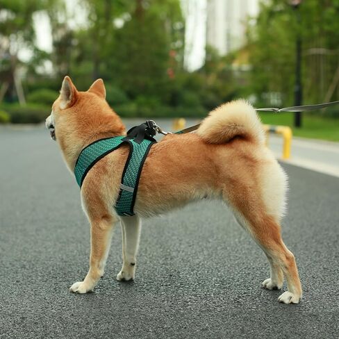 Best Pet Supplies - All Weather Mesh/Plush, Reflective, No Pull Harness for Small, Medium Dogs, Cats - Secure with Hook & Loop Fastener, Buckle, Double D-Rings - Turquoise 2-Tone, M in Saudi Arabia