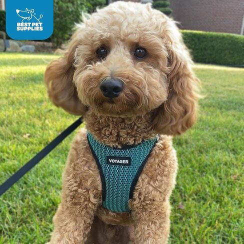 Best Pet Supplies - All Weather Mesh/Plush, Reflective, No Pull Harness for Small, Medium Dogs, Cats - Secure with Hook & Loop Fastener, Buckle, Double D-Rings - Turquoise 2-Tone, M in Saudi Arabia