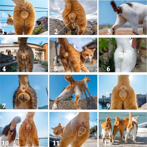 Cat Balls Calendar 2025 Cat Calendar Funny Calendar 2025 Wall Calendar 11 "× 7.8" مع قطب معلق ، صور قطز غريبة للمكتب المكتبي - هدايا هدايا مضحكة أبيض مضحكة in Kuwait