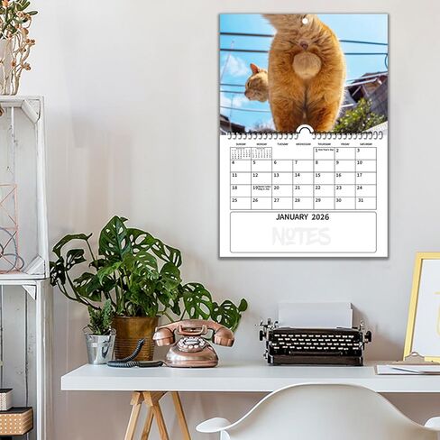 Cat Balls Calendar 2025 Cat Calendar Funny Calendar 2025 Wall Calendar 11 "× 7.8" مع قطب معلق ، صور قطز غريبة للمكتب المكتبي - هدايا هدايا مضحكة أبيض مضحكة in Kuwait