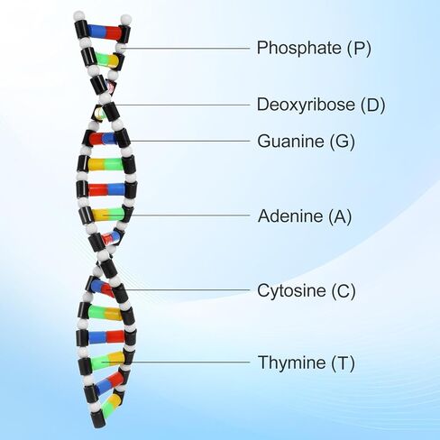 TOYANDONA DNA Model Kit, DNA Double Helix Structure Model DNA Double Helix Model for School Student Science Teaching Educational Learning in Saudi Arabia