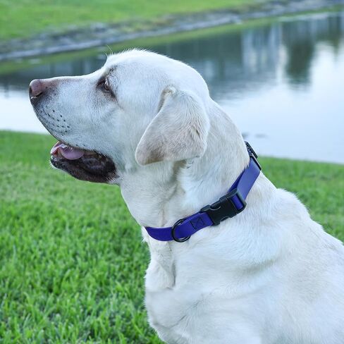 Cogline Biothane Cograck Dog Conflar مع حزام نايلون مطلي قوي بإصدار سريع مع الرائحة لرعاية سهلة من السهل تنظيف كلاب صغيرة أو كبيرة من الكلاب ، الأزرق الملكي 1 "W 15-23" L. in Kuwait