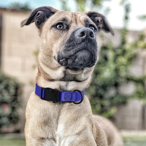 Cogline Biothane Cograck Dog Conflar مع حزام نايلون مطلي قوي بإصدار سريع مع الرائحة لرعاية سهلة من السهل تنظيف كلاب صغيرة أو كبيرة من الكلاب ، الأزرق الملكي 1 "W 15-23" L. in Kuwait