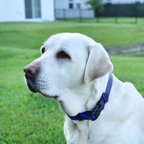 Cogline Biothane Cograck Dog Conflar مع حزام نايلون مطلي قوي بإصدار سريع مع الرائحة لرعاية سهلة من السهل تنظيف كلاب صغيرة أو كبيرة من الكلاب ، الأزرق الملكي 1 "W 15-23" L. in Kuwait