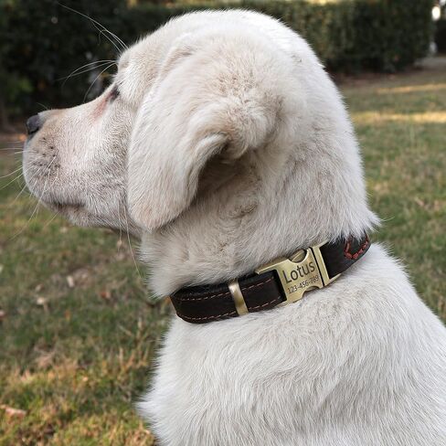 Personalized Leather Dog Collars,Custom Double-Layer Genuine Leather Dog Collar Engraved with Name and Phone Number,Quick-Release Buckle for Small Medium Large Dogs-Black,Medium in Saudi Arabia