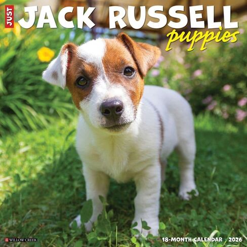 Jack Russell Puppies 2026 12" x 12" Wall Calendar in Saudi Arabia
