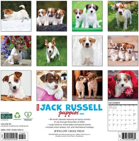 Jack Russell Puppies 2026 12" x 12" Wall Calendar in Saudi Arabia