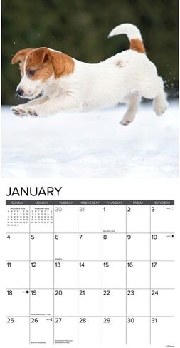 Jack Russell Puppies 2026 12" x 12" Wall Calendar in Saudi Arabia