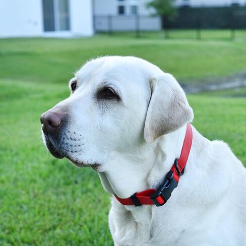 Dogline Biothane Waterproof Dog Collar with Quick Release Buckle Strong Coated Nylon Webbing with Odor- Proof for Easy Care Easy to Clean Fits Small Medium or Large Dogs, Red 3/4" W 12-19" L in Saudi Arabia