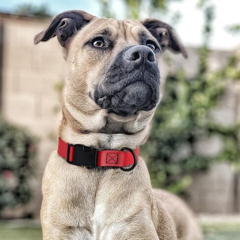 Dogline Biothane Waterproof Dog Collar with Quick Release Buckle Strong Coated Nylon Webbing with Odor- Proof for Easy Care Easy to Clean Fits Small Medium or Large Dogs, Red 3/4" W 12-19" L in Saudi Arabia