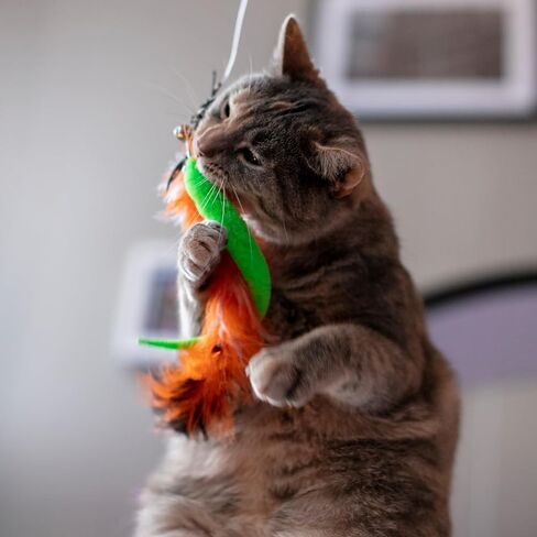 لعبة Cat Worm Toy ، 12 PCS Cat Wand Toy Accessories بما في ذلك مجموعة Worm & Snake Endills ، سلسلة بديلة 2pcs لألعاب القطط الصيد ، وملحقات ألعاب الريش المتنوعة للقطط الداخلية القطة in Kuwait