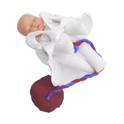 نموذج ميلاد نموذج الحوض الإناث للعلمي in Kuwait