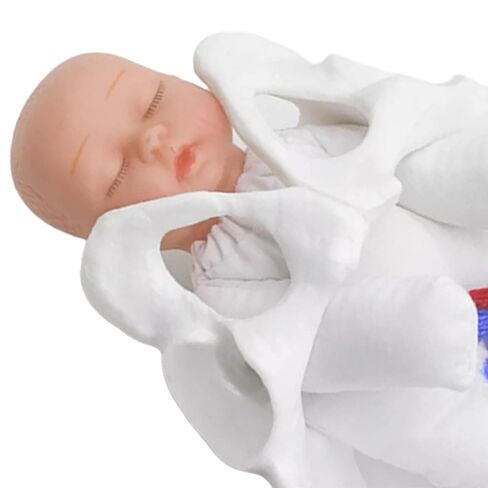 نموذج ميلاد نموذج الحوض الإناث للعلمي in Kuwait