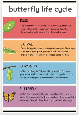 Printlabz Butterfly Life Cycle Classroom Poster - 12 x 18 Inch - Educational Wall Art - Classroom Decor in Saudi Arabia