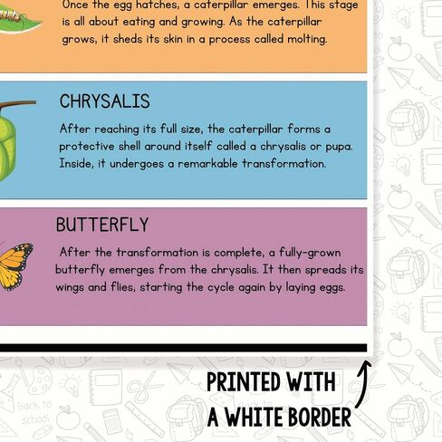 Printlabz Butterfly Life Cycle Classroom Poster - 12 x 18 Inch - Educational Wall Art - Classroom Decor in Saudi Arabia