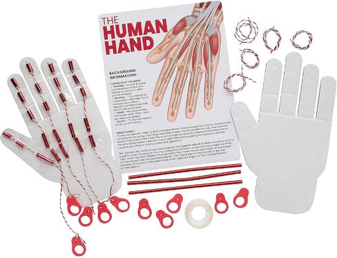 Fun Express STEM Activities Human Hand - Makes 12 in Saudi Arabia