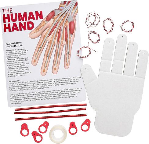 Fun Express STEM Activities Human Hand - Makes 12 in Saudi Arabia