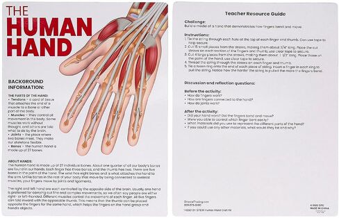 Fun Express STEM Activities Human Hand - Makes 12 in Saudi Arabia