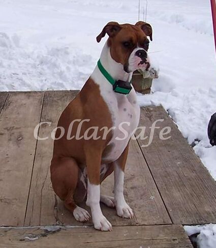 الياقات الاستبدال اليقظة لا توجد ثقوب تناسب Petsafe البقاء واللعب اللاسلكي PIF00-12918 12917 ، Sonic Bark ، Pawz Away in Kuwait